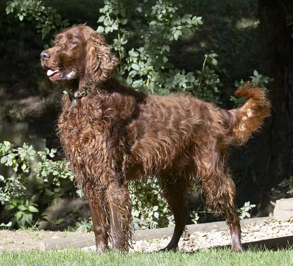 Alfie, Dog, Dogs, Red Setter