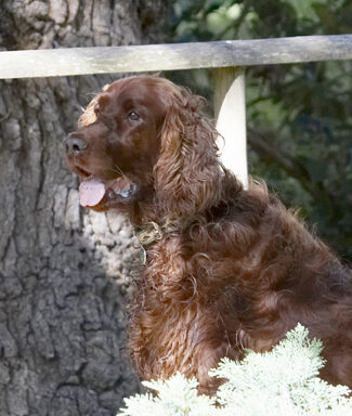 Alfie, Dog, Dogs, Red Setter, Sitting, Tongue