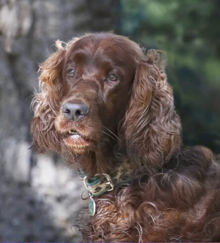 Alfie, Dog, Dogs, Red Setter