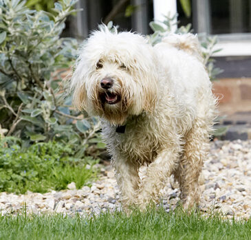 Dog, Dogs, Play, Playing, Playtime, Run, Running, Rupert, Terriers, Tibetan Terrier