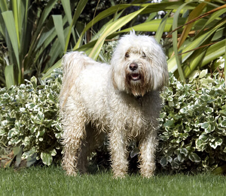 Dog, Dogs, Play, Playing, Playtime, Run, Running, Rupert, Terriers, Tibetan Terrier