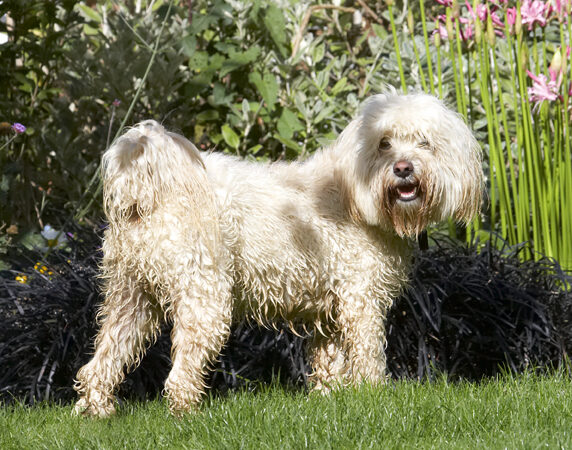 Dog, Dogs, Play, Playing, Playtime, Run, Running, Rupert, Terriers, Tibetan Terrier