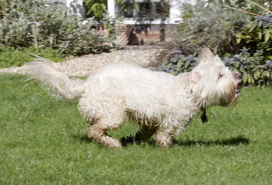 Dog, Dogs, Play, Playing, Playtime, Run, Running, Rupert, Terriers, Tibetan Terrier
