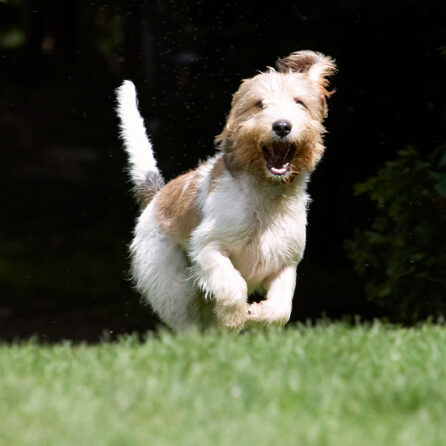 Bassett, Dog, Dogs, Grand, Hound, Hounds, Laugh, Laughing, Libbie, Play, Playing, Playtime, Run, Running, Vendeen