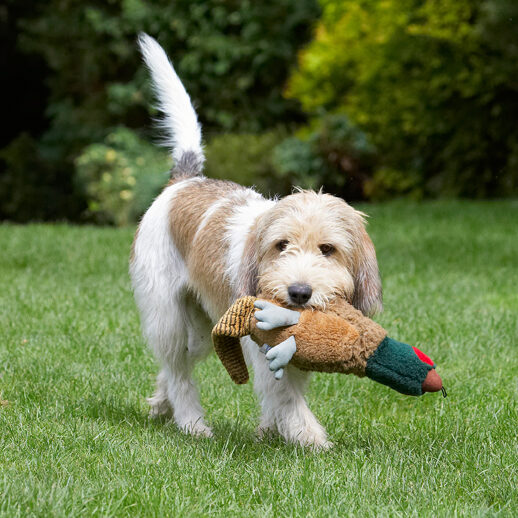 Bassett, Dog, Dogs, Grand, Hound, Hounds, Libbie, Pheasant, Play, Playing, Playtime, Vendeen
