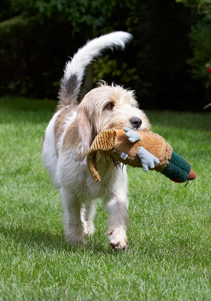 Bassett, Dog, Dogs, Grand, Hound, Hounds, Libbie, Pheasant, Play, Playing, Playtime, Vendeen