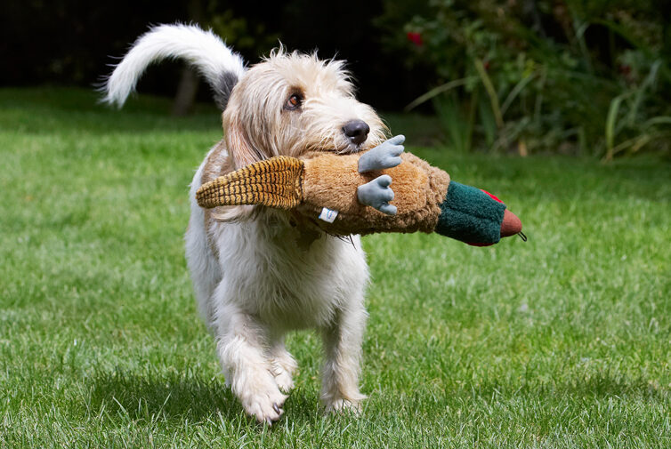 Bassett, Dog, Dogs, Grand, Hound, Hounds, Libbie, Pheasant, Play, Playing, Playtime, Vendeen
