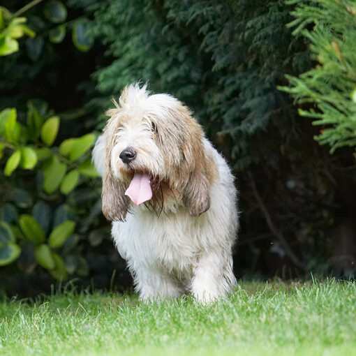Bassett, Dog, Dogs, Grand, Hound, Hounds, Play, Playing, Playtime, Tongue, Vendeen
