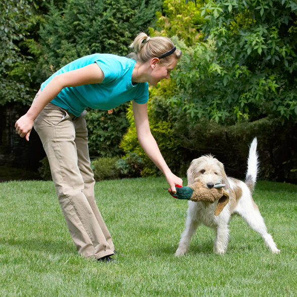 Bassett, Blonde, Dog, Dogs, Grand, Hound, Hounds, Julita, Libbie, Pheasant, Play, Playing, Playtime, Tug-o-war, Vendeen, Woman