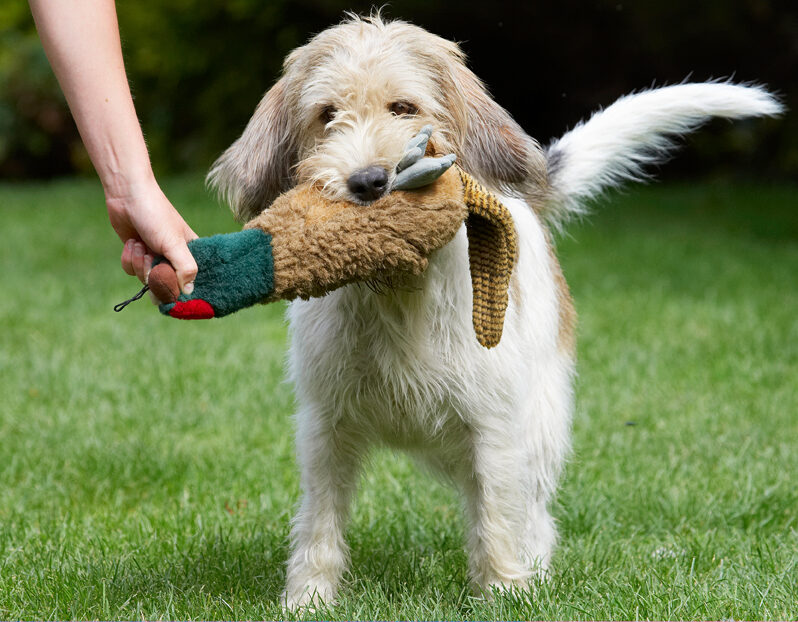 Bassett, Dog, Dogs, Grand, Hound, Hounds, Libbie, Pheasant, Play, Playing, Playtime, Vendeen