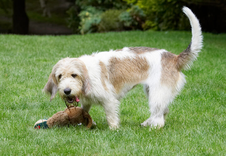 Bassett, Dog, Dogs, Grand, Hound, Hounds, Libbie, Pheasant, Play, Playing, Playtime, Tongue, Vendeen
