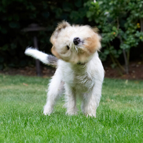 Bassett, Dog, Dogs, Grand, Hound, Hounds, Libbie, Play, Playing, Playtime, Shake, Shaking, Spin, Vendeen