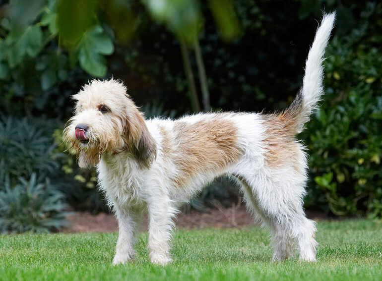 Bassett, Dog, Dogs, Grand, Hound, Hounds, Libbie, Play, Playing, Playtime, Stand, Standing, Tongue, Vendeen