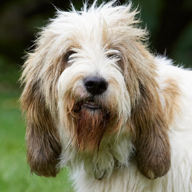 Alfie, Bassett, Dog, Dogs, Grand, Hound, Hounds, Play, Playing, Playtime, Vendeen