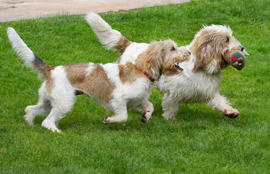 Alfie, Bassett, Chase, Chasing, Dog, Dogs, Grand, Hound, Hounds, Libbie, Pheasant, Play, Playing, Playtime, Vendeen