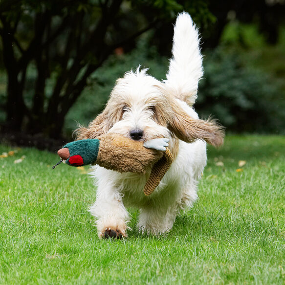 Alfie, Bassett, Dog, Dogs, Grand, Hound, Hounds, Pheasant, Play, Playing, Playtime, Vendeen