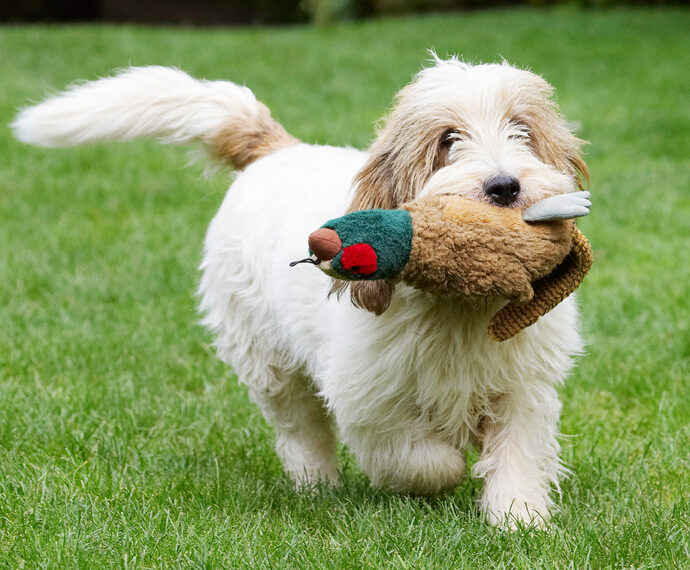 Alfie, Bassett, Dog, Dogs, Grand, Hound, Hounds, Pheasant, Play, Playing, Playtime, Vendeen