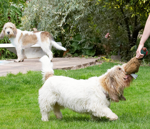 Alfie, Bassett, Dog, Dogs, Grand, Hound, Hounds, Libbie, Pheasant, Play, Playing, Playtime, Tug-o-war, Vendeen