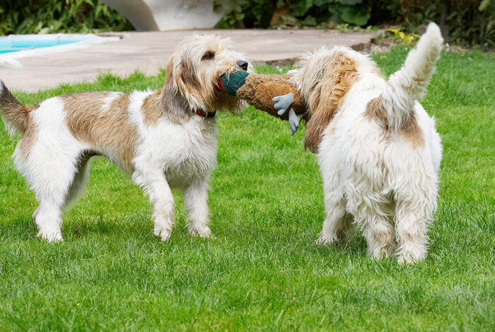 Alfie, Bassett, Best, Dog, Dogs, Friends, Grand, Hound, Hounds, Libbie, Pheasant, Play, Playing, Playtime, Tug-o-war, Vendeen