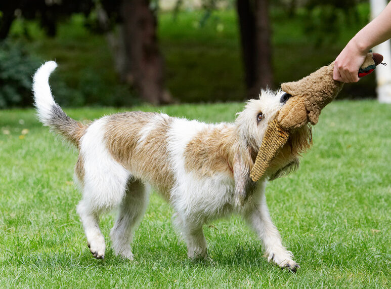 Bassett, Dog, Dogs, Grand, Hound, Hounds, Libbie, Pheasant, Play, Playing, Playtime, Tug-o-war, Vendeen