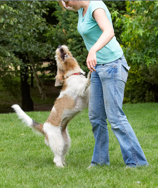 Bassett, Dog, Dogs, Grand, Hound, Hounds, Kate, Libbie, Play, Playing, Playtime, Vendeen