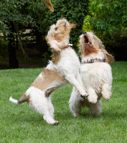Alfie, Bassett, Dog, Dogs, Grand, Hound, Hounds, Jump, Jumping, Libbie, Play, Playing, Playtime, Vendeen