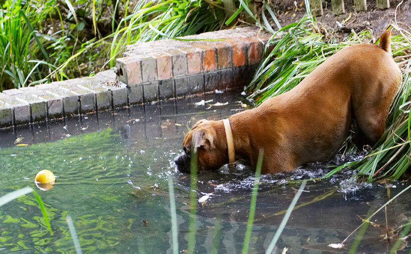 Ball, Boxer, Dog, Dogs, Nog, Play, Playing, Playtime, Wade, Wading, Water
