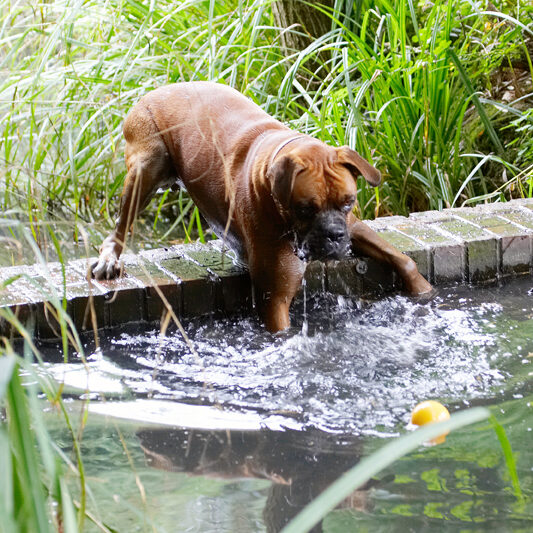Ball, Boxer, Dog, Dogs, Nog, Play, Playing, Playtime, Water
