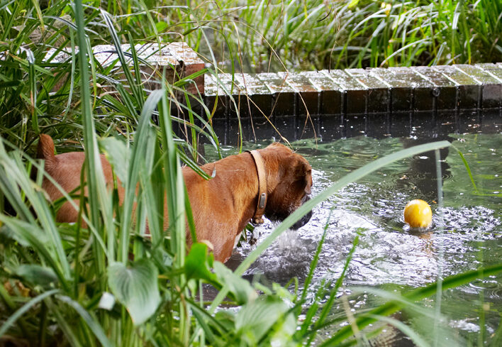 Ball, Boxer, Dog, Dogs, Nog, Play, Playing, Playtime, Water