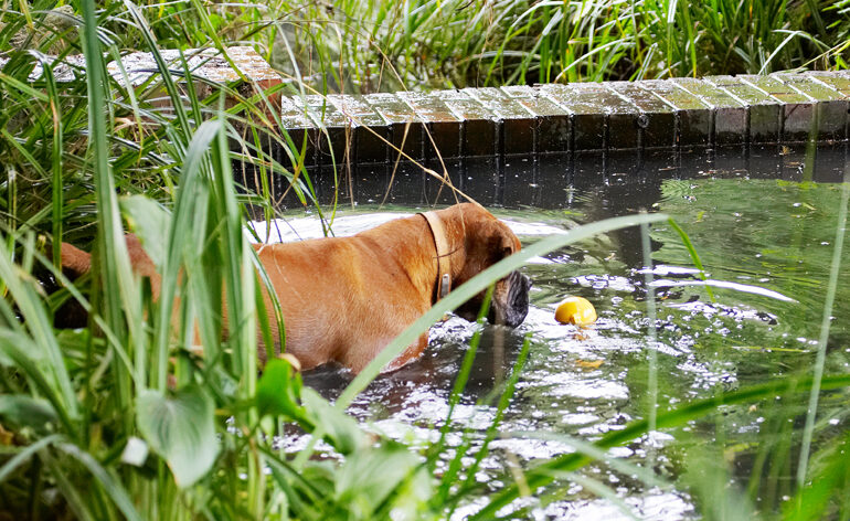 Ball, Boxer, Dog, Dogs, Nog, Play, Playing, Playtime, Wade, Wading, Water