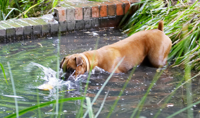 Ball, Boxer, Dog, Dogs, Nog, Play, Playing, Playtime, Wade, Wading, Water