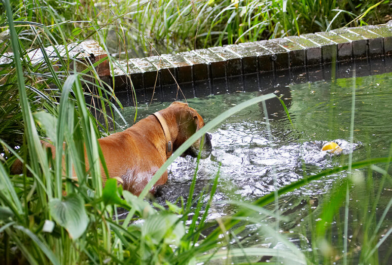 Ball, Boxer, Dog, Dogs, Nog, Play, Playing, Playtime, Wade, Wading, Water