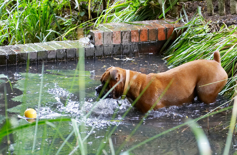 Ball, Boxer, Dog, Dogs, Nog, Play, Playing, Playtime, Wade, Wading, Water