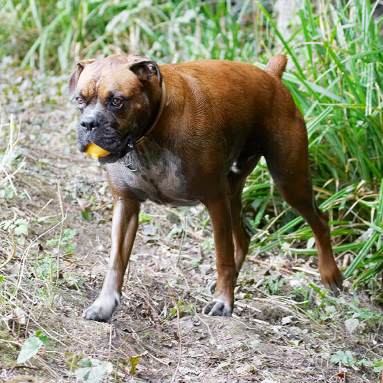 Ball, Boxer, Dog, Dogs, Nog, Play, Playing, Playtime, Stand, Standing