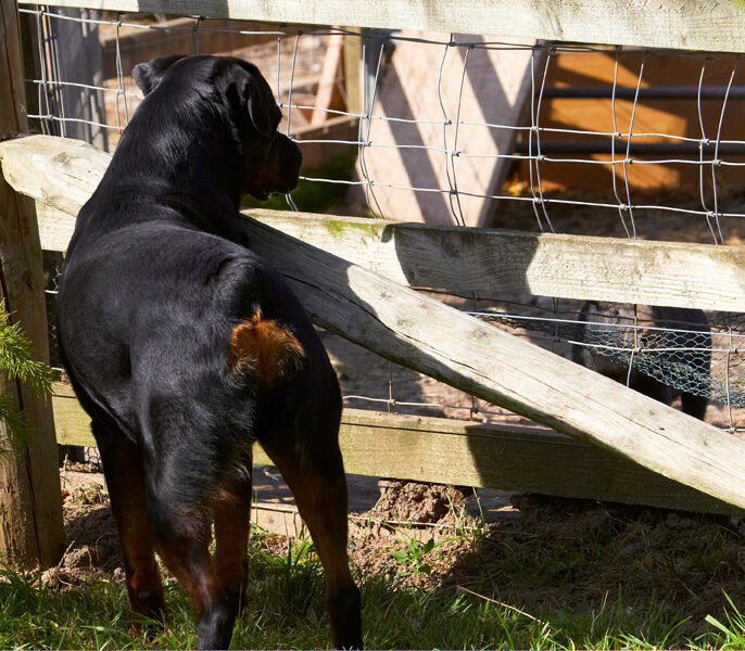Berkshire, Dog, Dogs, Hugo, Pig, Pigs, Play, Playing, Playtime, Rottweiler