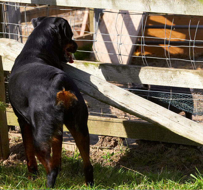 Berkshire, Dog, Dogs, Hugo, Pig, Pigs, Play, Playing, Playtime, Rottweiler, Tongue