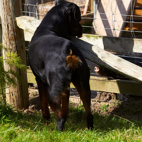 Berkshire, Dog, Dogs, Hugo, Pig, Pigs, Play, Playing, Playtime, Rottweiler, Snout