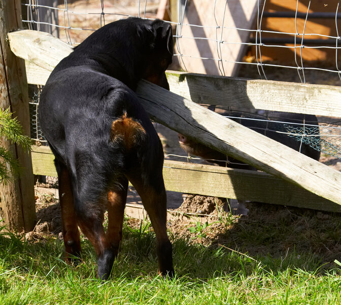 Berkshire, Dog, Dogs, Hugo, Pig, Pigs, Play, Playing, Playtime, Rottweiler, Snout