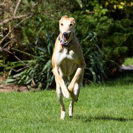 Dog, Dogs, Greyhound, Greyhounds, Laurel, Mister, MR, Play, Playing, Playtime, Run, Running, Smile, Smilling