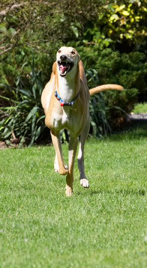 Dog, Dogs, Greyhound, Greyhounds, Laurel, Mister, MR, Play, Playing, Playtime, Run, Running, Smile, Smiling, Tongue