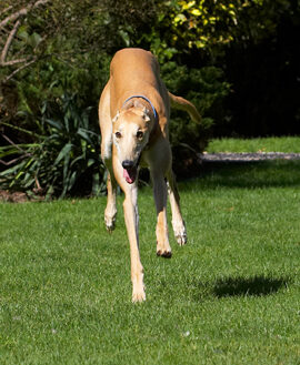 Dog, Dogs, Greyhound, Greyhounds, Laurel, Leap, Leaping, Mister, MR, Play, Playing, Playtime, Run, Running