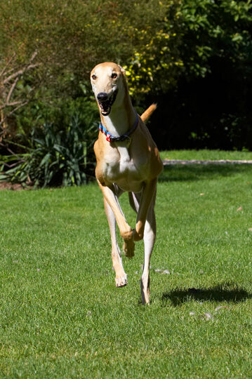Dog, Dogs, Greyhound, Greyhounds, Laurel, Mister, MR, Play, Playing, Playtime, Run, Running