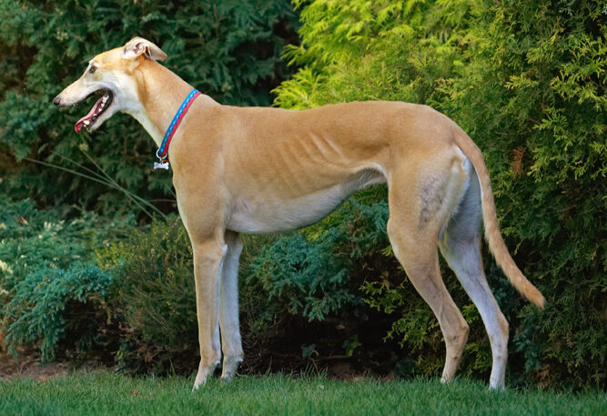 Dog, Dogs, Greyhound, Greyhounds, Laurel, Mister, MR, Play, Playing, Playtime, Stand, Standing, Tongue