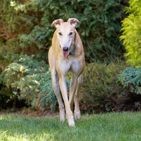 Dog, Dogs, Greyhound, Greyhounds, Laurel, Mister, MR, Play, Playing, Playtime, Tongue