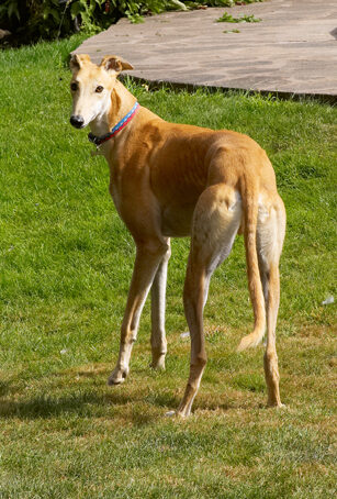 Dog, Dogs, Greyhound, Greyhounds, Laurel, Mister, MR, Play, Playing, Playtime, Stand, Standing