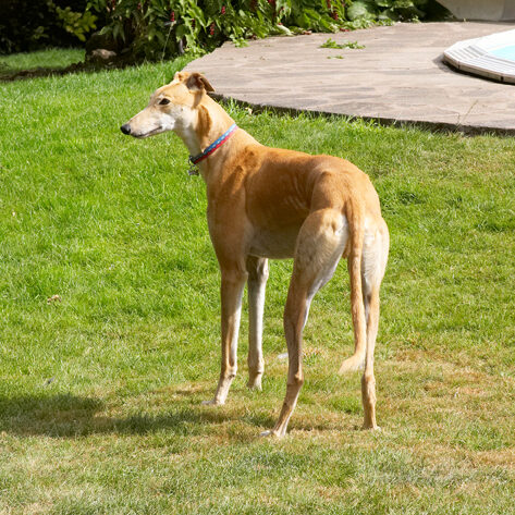 Dog, Dogs, Greyhound, Greyhounds, Laurel, Mister, MR, Play, Playing, Playtime, Stand, Standing