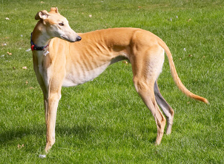 Dog, Dogs, Greyhound, Greyhounds, Laurel, Mister, MR, Play, Playing, Playtime, Stand, Standing