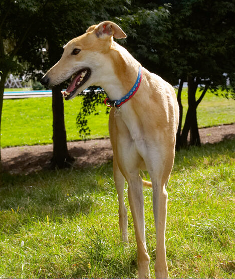 Dog, Dogs, Greyhound, Greyhounds, Laurel, Mister, MR, Play, Playing, Playtime, Stand, Standing, Tongue