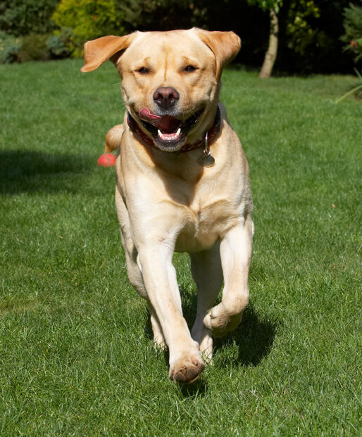 Barney, Dog, Dogs, Golden, Play, Playing, Playtime, Retriever, Retrievers, Run, Running, Smile, Smiling, Tongue