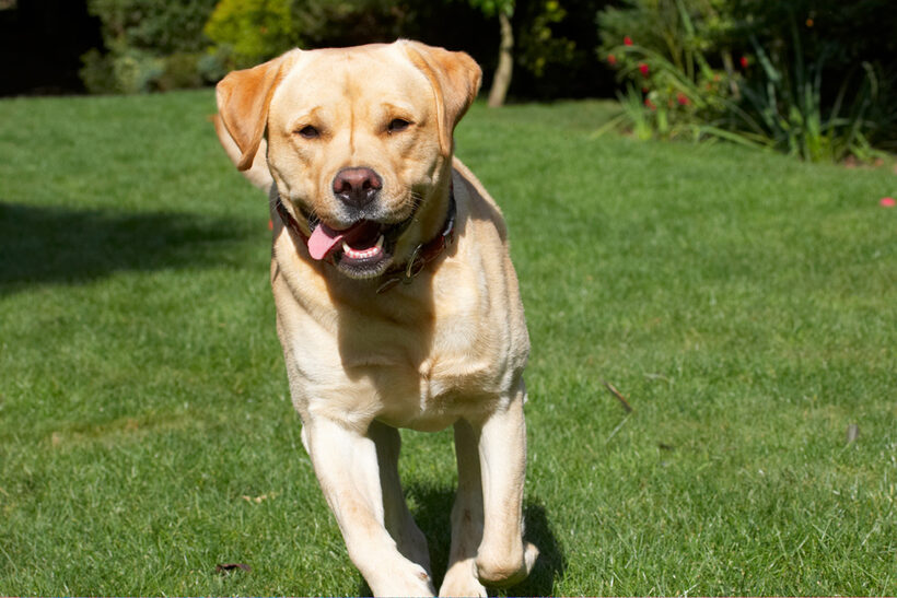 Barney, Dog, Dogs, Golden, Play, Playing, Playtime, Retriever, Retrievers, Run, Running, Smile, Smiling, Tongue
